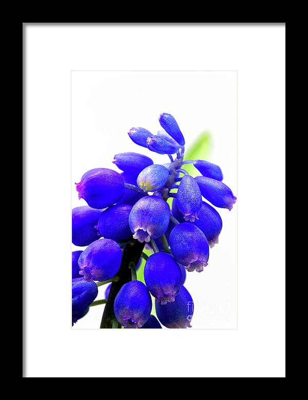 Tiny Framed Print featuring the photograph blue bell flower cluster Grape hyacinth by Robert C Paulson Jr