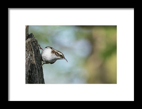 Photography Framed Print featuring the photograph Treecreeper #1 by Wendy Cooper