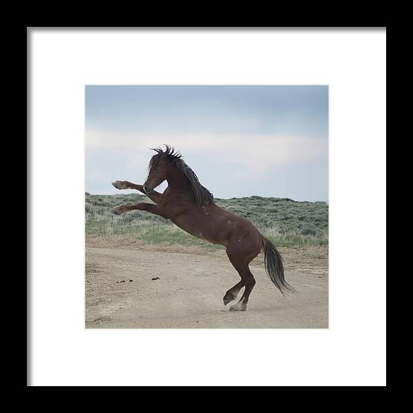 Wyoming Framed Print featuring the photograph Wyoming Wild Horses #4 by Patrick Nowotny