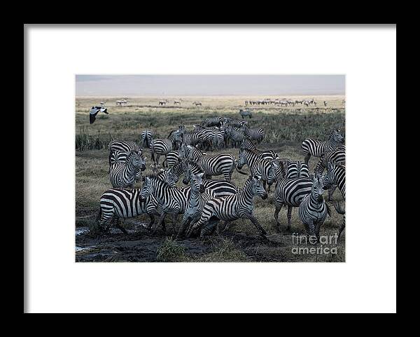 Africa Framed Print featuring the photograph Zebra Herd at mudhole #2 by Steve Somerville