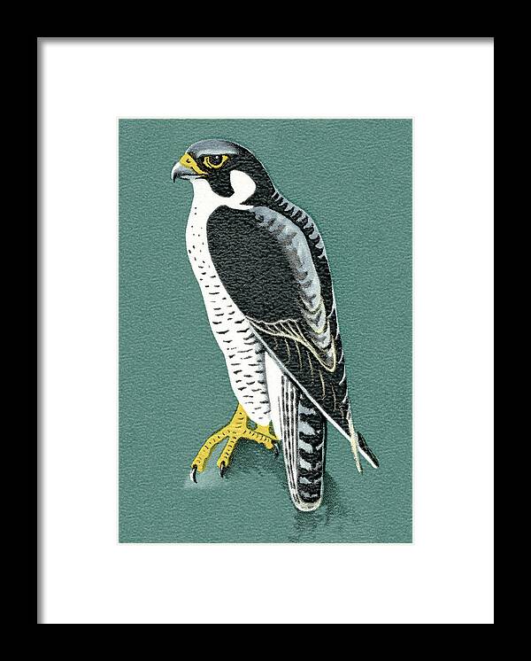 Animal Framed Print featuring the drawing Bird #20 by CSA Images