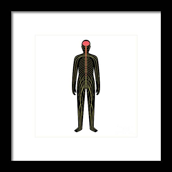 System Framed Print featuring the photograph Human Nervous System #22 by Pikovit / Science Photo Library