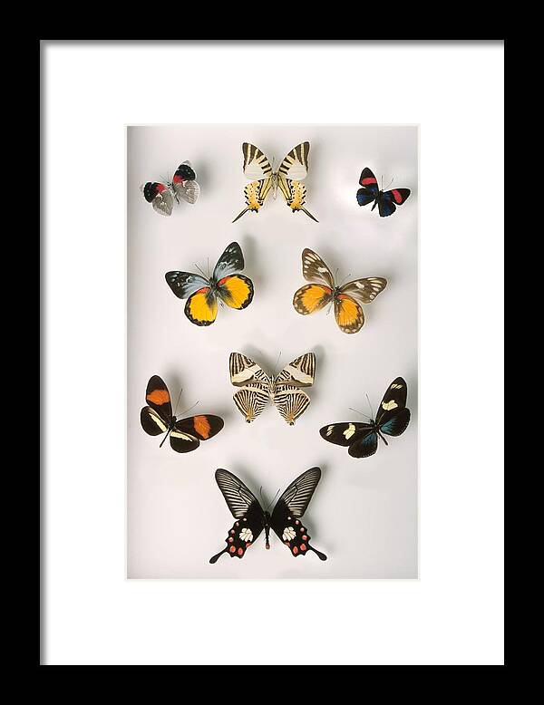 Insect Framed Print featuring the photograph 23902560 by Hemera Technologies