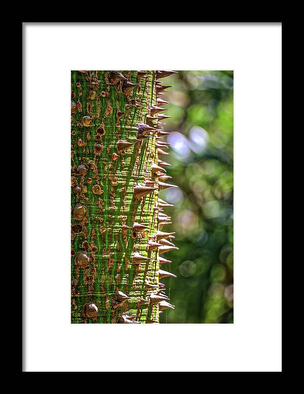 Roatan Honduras Framed Print featuring the photograph Roatan Honduras #26 by Paul James Bannerman