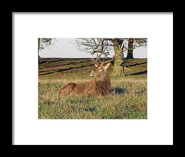 Knutsford Framed Print featuring the photograph 28/11/18 TATTON PARK. Stag in The Park. by Lachlan Main