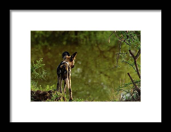 Africa Framed Print featuring the photograph African Wild Dog (lycaon Pictus). It's #3 by Roger De La Harpe