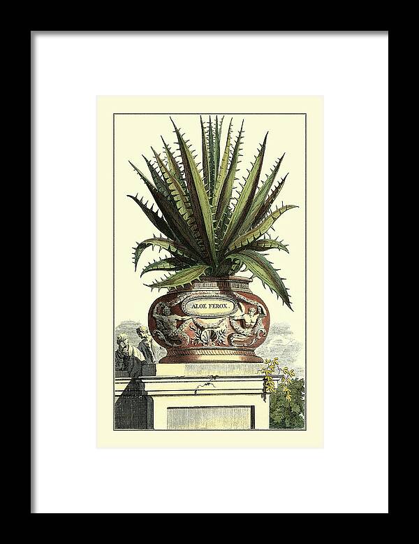 Botanical Framed Print featuring the painting Antique Munting Aloe I #3 by Abraham Munting