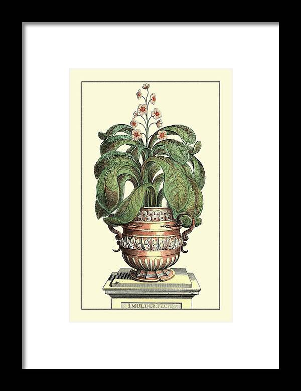 Botanical Framed Print featuring the painting Antique Munting Aloe II #3 by Abraham Munting