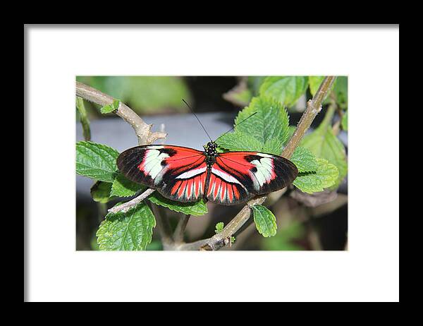 Butterfly Framed Print featuring the photograph Butterfly by Richard Krebs