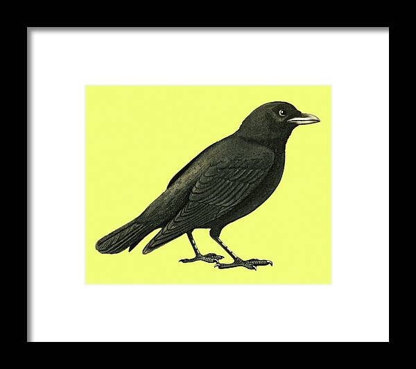 Animal Framed Print featuring the drawing Crow #3 by CSA Images