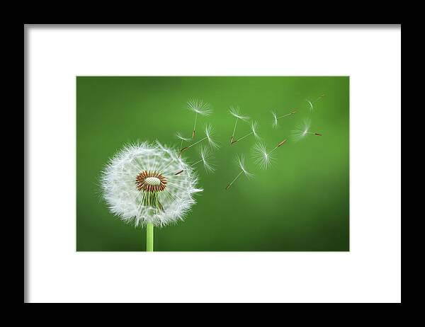 Abstract Framed Print featuring the photograph Dandelion Blowing by Bess Hamiti