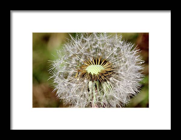 Dandelion Head Framed Print featuring the photograph Dandelion head close up #3 by Martin Smith