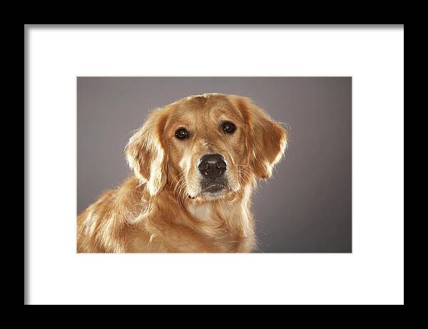 Pets Framed Print featuring the photograph Dog #3 by Chris Amaral