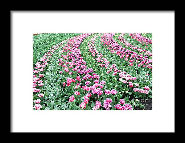 Tulips Framed Print featuring the photograph Flowerbed Of Tulips (tulipa Sp) #3 by Wladimir Bulgar/science Photo Library