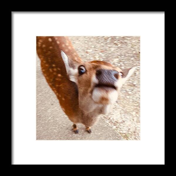 Deer Framed Print featuring the photograph Funny deer #1 by Batabatabat Batayan