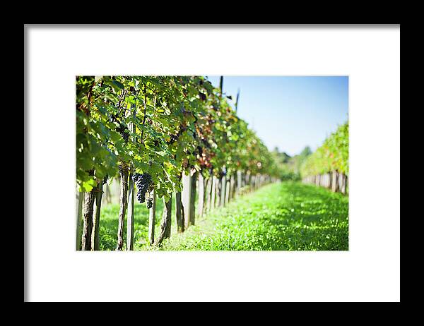 Bunch Framed Print featuring the photograph Grapevine In Autumn #3 by Mbbirdy