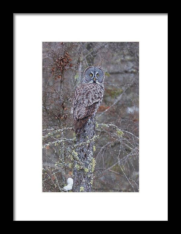 Sax Zim Bog Framed Print featuring the photograph Great Gray Owl Sax Zim Bog #3 by Paul Schultz