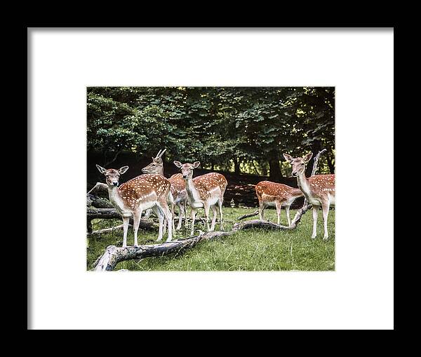 Looking At Camera Framed Print featuring the digital art Group Of Deer, Aarhus, Denmark #3 by Max Bailen