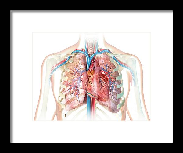 Human Chest Anatomy #4 by Leonello Calvetti/science Photo Library