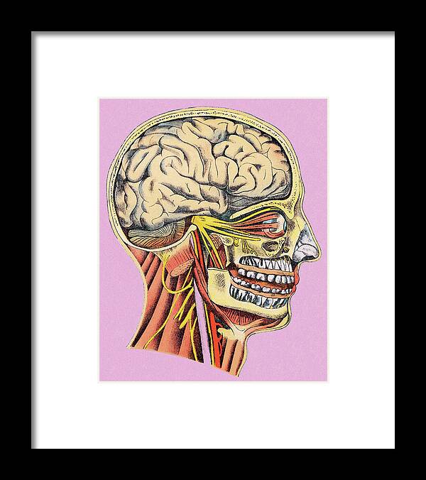 Anatomical Framed Print featuring the drawing Human Head Anatomy #3 by CSA Images
