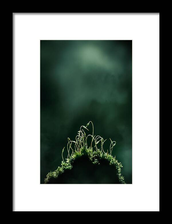 Moss
Macro
Macroart
Macromoss
Green Framed Print featuring the photograph Moss #3 by Kristina Zvinakeviciute