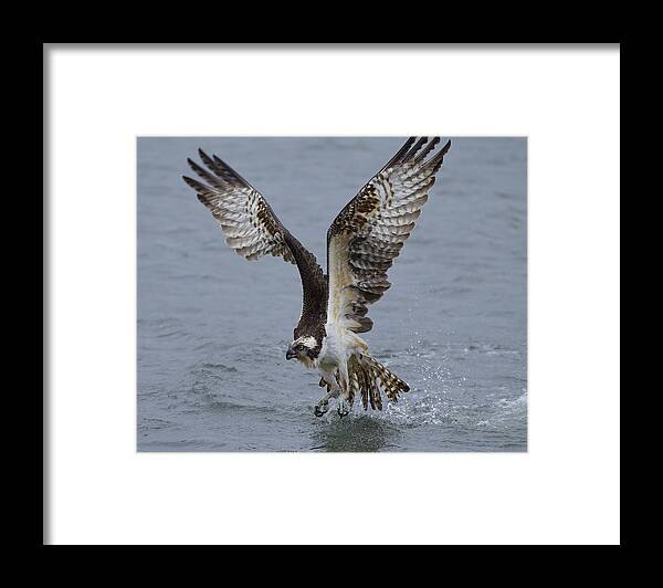 Osprey Framed Print featuring the photograph Osprey #3 by Johnny Chen