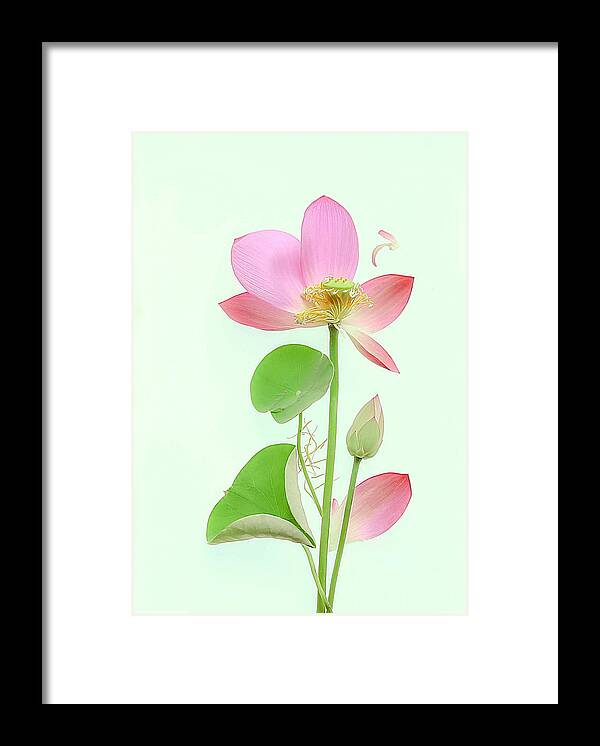 Lotus Framed Print featuring the photograph Pink Lotus #3 by Fangping Zhou