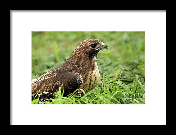 Red Tailed Hawk Framed Print featuring the photograph Red tailed hawk by Sam Rino
