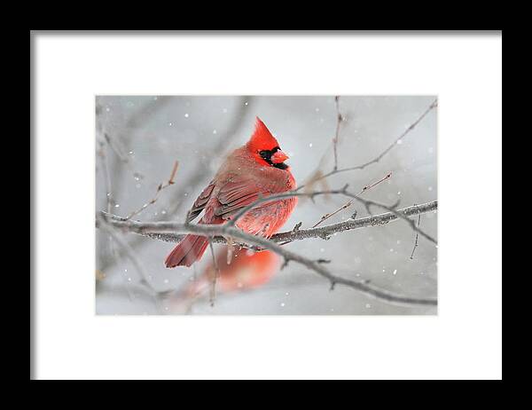 Cardinal Framed Print featuring the photograph Snowy Cardinal #3 by Brook Burling
