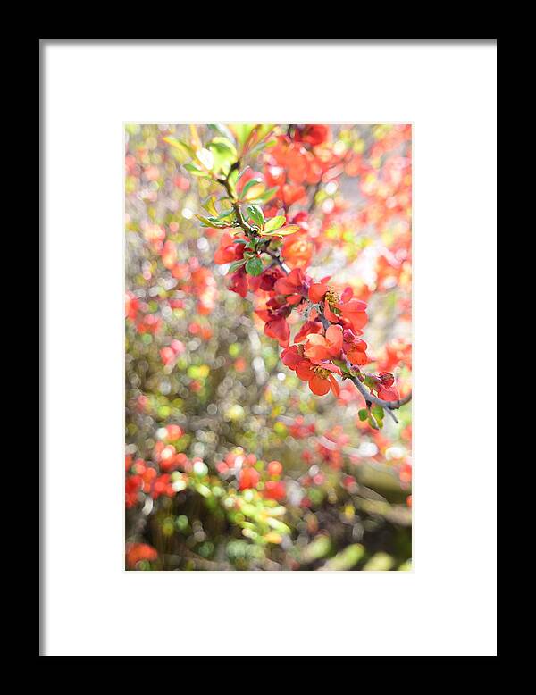 Floral Framed Print featuring the photograph Sweet Memories #3 by Bonnie Bruno