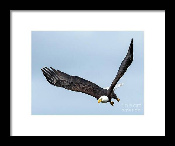 Blad Eagle Framed Print featuring the photograph To the Air by Michael Dawson