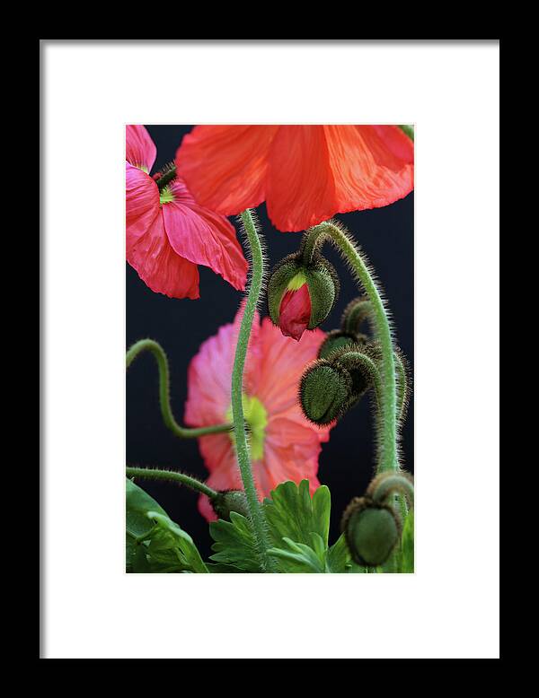 Poppy Framed Print featuring the photograph Vibrant Iceland Poppy Blossoms And Buds Against A Dark Background #3 by Cavan Images
