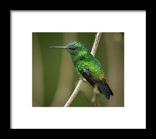 Calarca Framed Print featuring the photograph Western Emerald Jardin Botanico del Quindio Calarca Colombia by Adam Rainoff