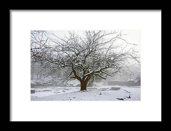 Rivington Framed Print featuring the photograph 30/01/19 RIVINGTON. Japanese Pool. Snow Clad Tree. by Lachlan Main