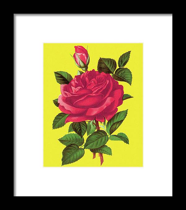 Beautiful Framed Print featuring the drawing Rose #31 by CSA Images