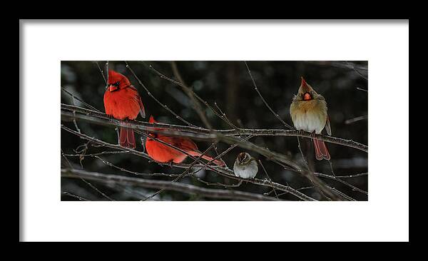 3cardinals And A Sparrow Prints Framed Print featuring the photograph 3Cardinals and a Sparrow by John Harding