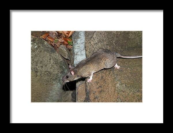 Allegheny Woodrat Framed Print featuring the photograph Allegheny Woodrat Neotoma Magister #4 by David Kenny