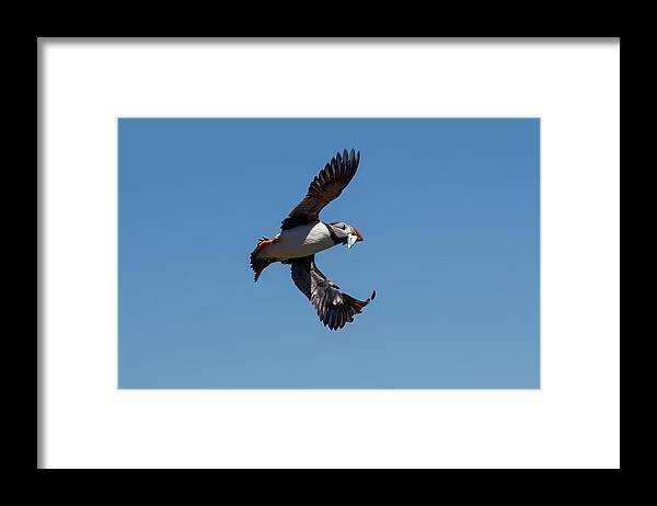 Puffin Framed Print featuring the photograph Atlantic Puffin #4 by Kuni Photography