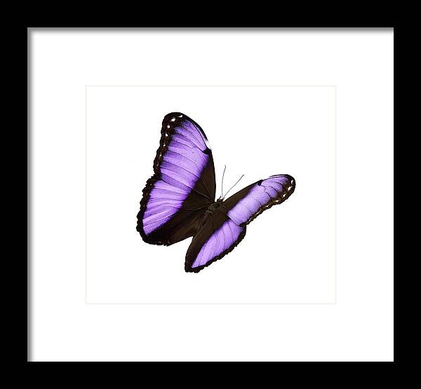 White Background Framed Print featuring the photograph Butterfly #4 by Liliboas