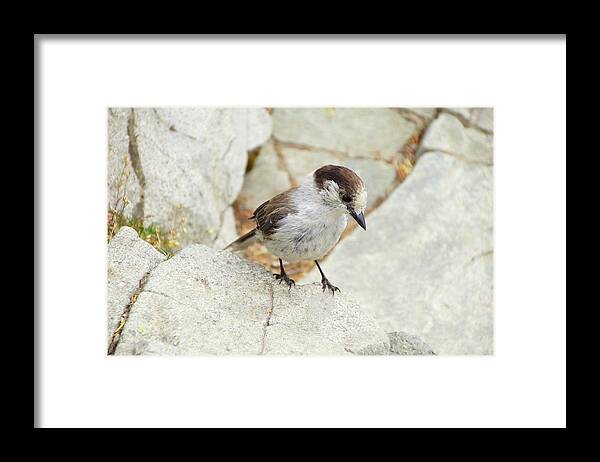 Jay Framed Print featuring the photograph Camprobber - the Gray Jay #4 by Steve Estvanik