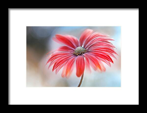 Osteospermum Framed Print featuring the photograph Cape Daisy* #4 by Mandy Disher