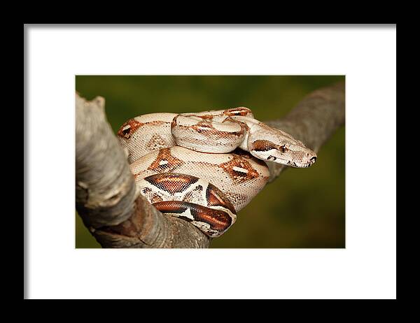 Amazon Fauna Framed Print featuring the photograph Colombian Red Tail Boa Constrictor #4 by David Kenny