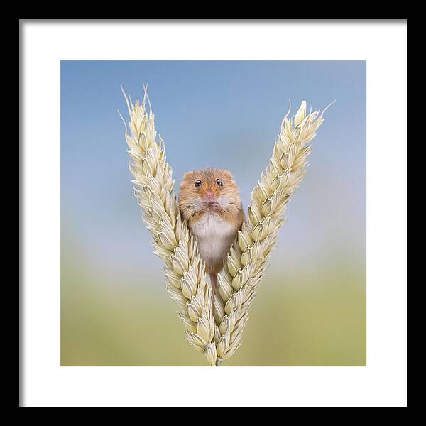 Mouse Framed Print featuring the photograph 4 grams of Cuteness by Erika Valkovicova