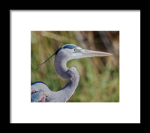 Great Blue Heron Framed Print featuring the photograph Great Blue Heron #4 by Ken Stampfer
