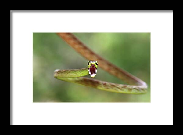 Snake Framed Print featuring the photograph Green Parrot Snake #4 by Jim Cumming