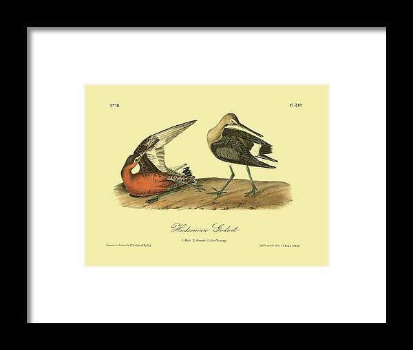 Animals & Nature Framed Print featuring the painting Hudsonian Godwit #4 by John James Audubon