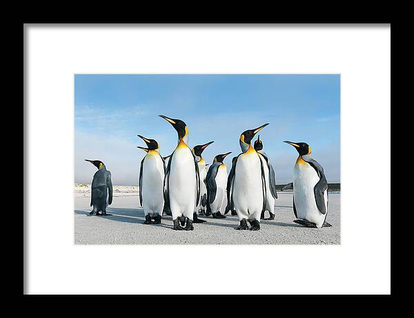 Animal Framed Print featuring the photograph King Penguins On Volunteer Beach #4 by Tui De Roy