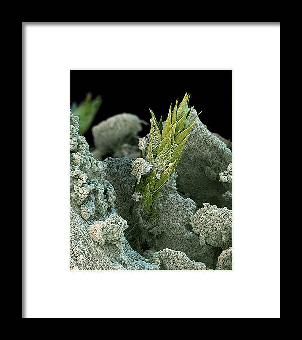 Algae Framed Print featuring the photograph Lichen by Meckes/ottawa