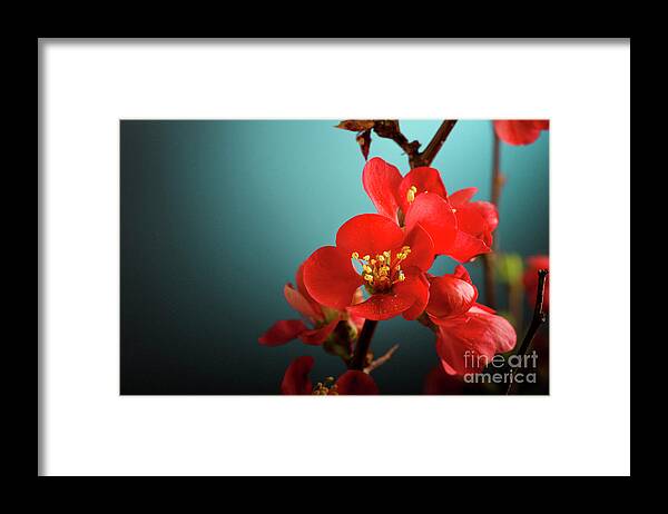 Flower Framed Print featuring the photograph Pink Flower by Jelena Jovanovic