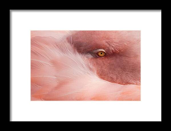 Animal
Bird
Wildlife
Colors
Pink
Feathers Framed Print featuring the photograph Portrait Of A Pink Flamingo #4 by Robin Wechsler